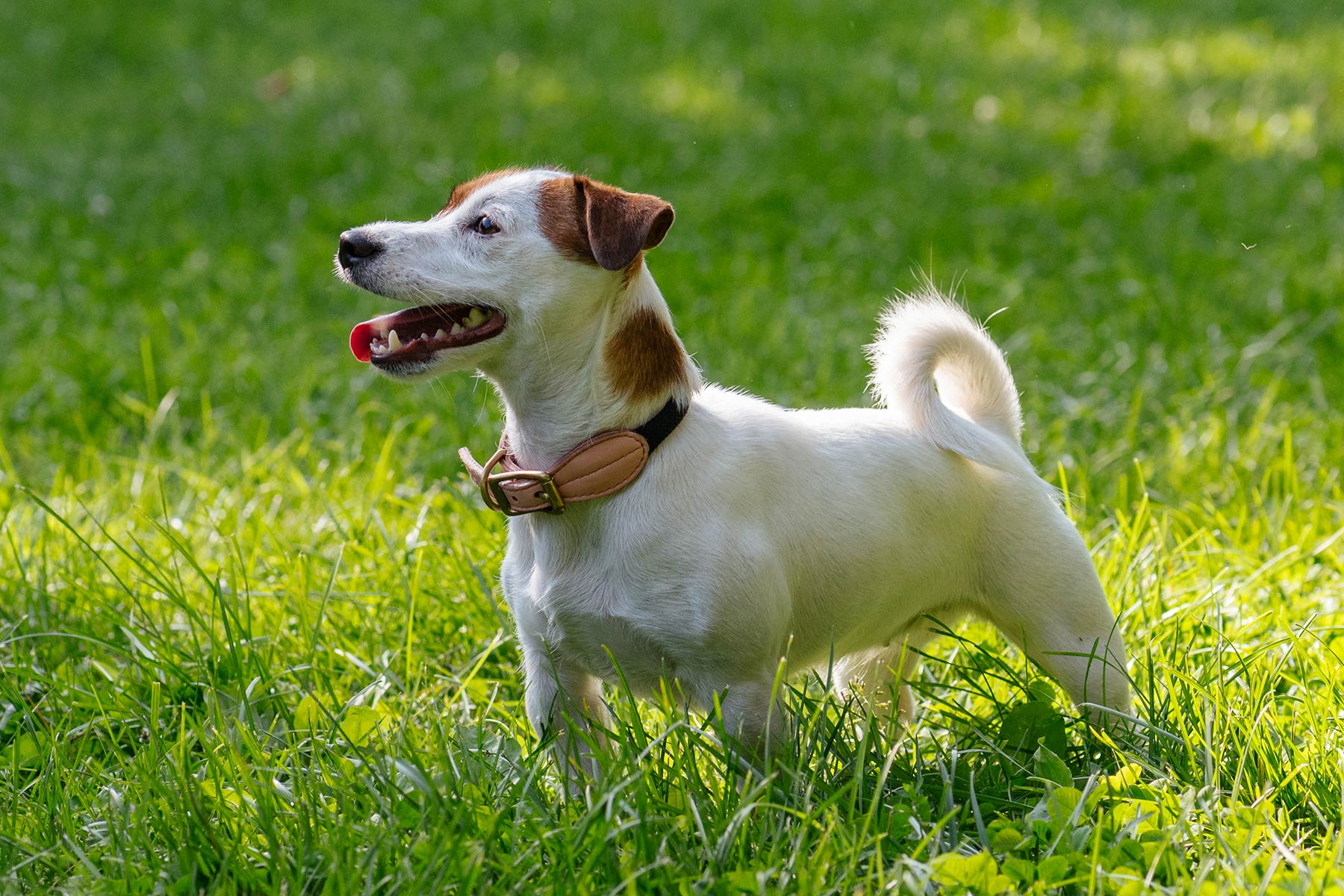 dog-training-regulation-fetch-the-answer